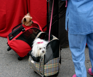 Delta Ups Pet In Cabin Fee To 300 Round Trip