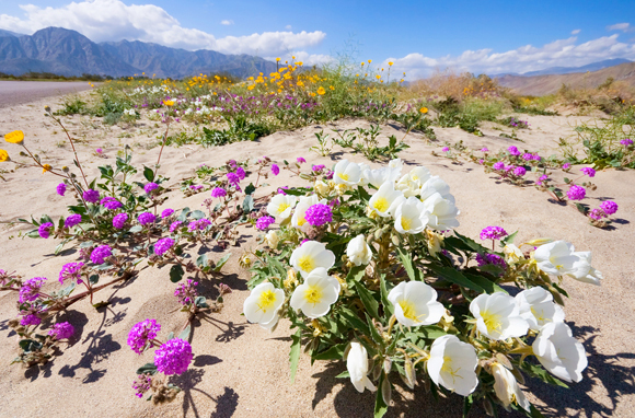 Anza-Borrego Desert State Park, California