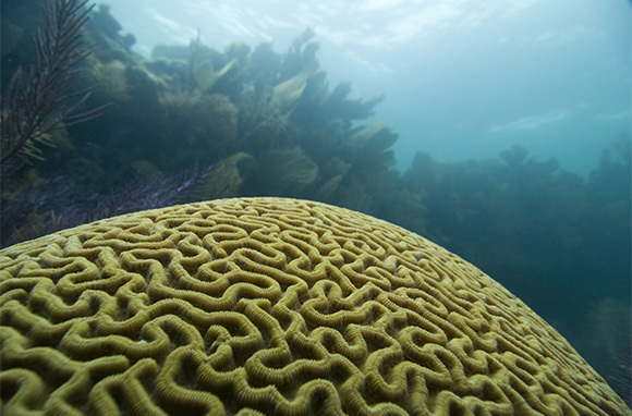 Largest brain coral, tobago