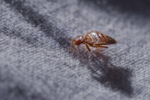 One Surefire Way to Spot Bedbugs in Your Hotel Room