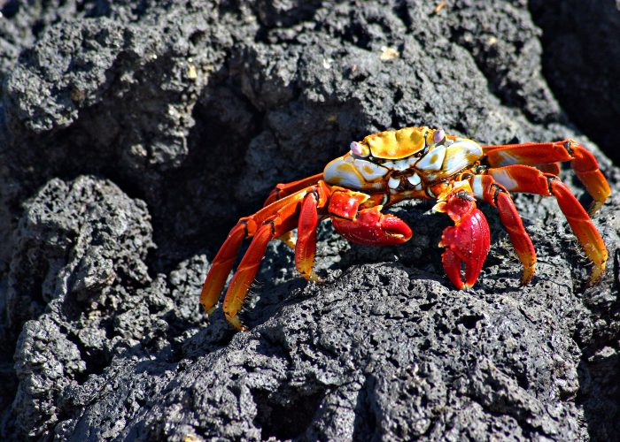 10 Coolest Animals in the Galapagos - SmarterTravel