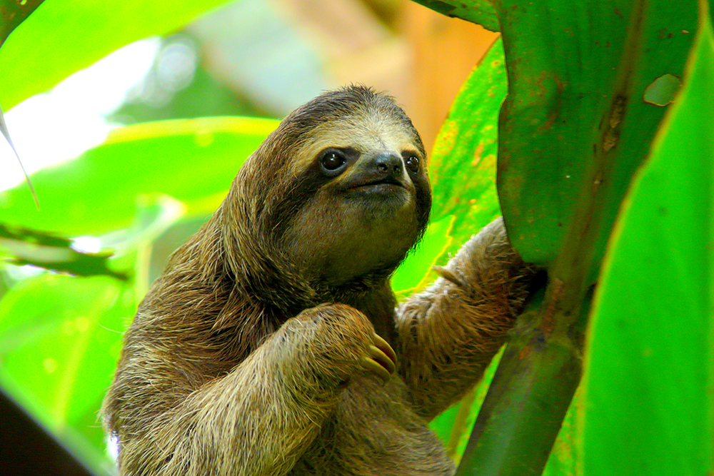 sloth in costa rica