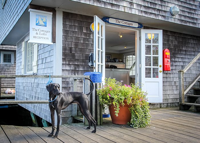 11 PetFriendly Hotels Your Dog (and You) Will Love SmarterTravel