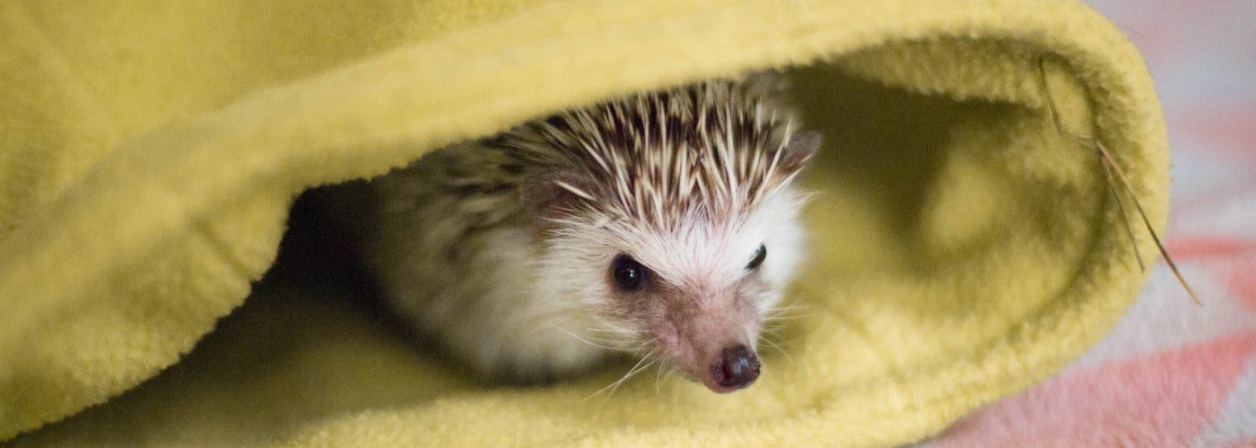 Delta Warns No More Comfort Hedgehogs On Flights