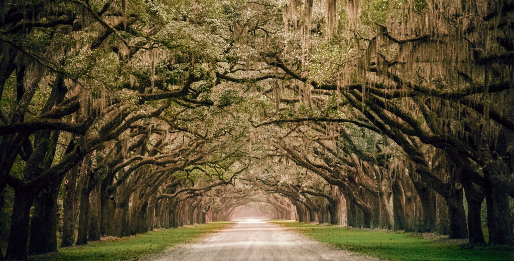 Image result for TREE TUNNEL