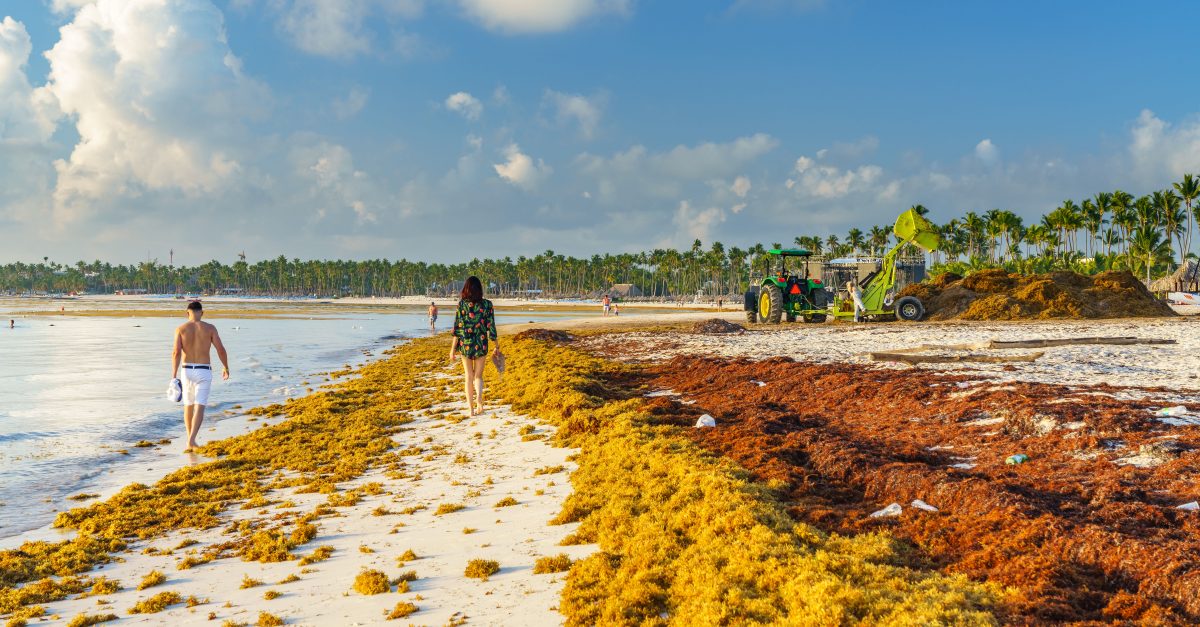 Sargassum Seaweed Invades Caribbean, Florida, and Mexico Beaches