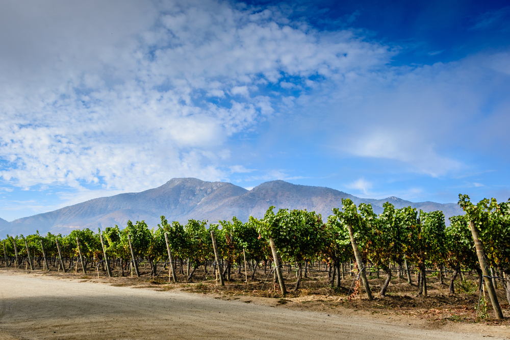 chilean-wine-region-casablanca