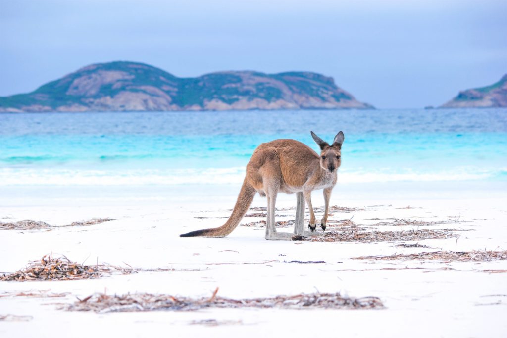 kangaroo on beach in western australia