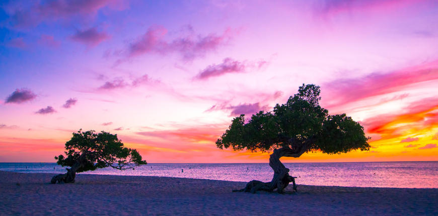 Aruba caribbean beach divi trees sunset.