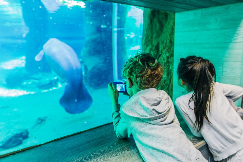 Kids watching a manatee at zootampa