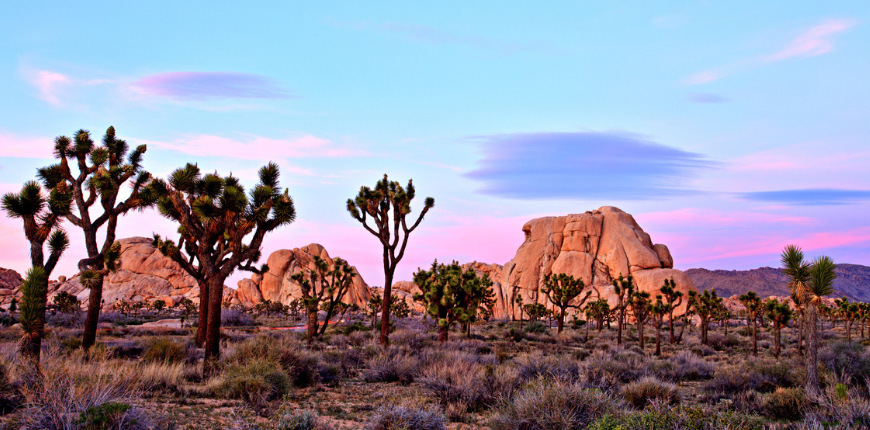 Joshua tree national park, california sunset.