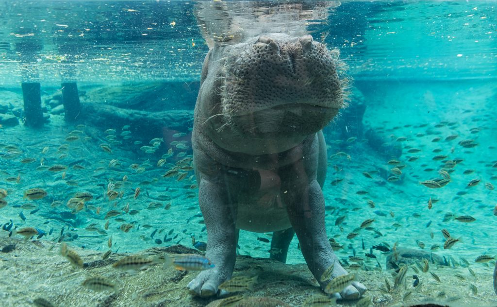 hippo peeking above water at busch gardens in tampa