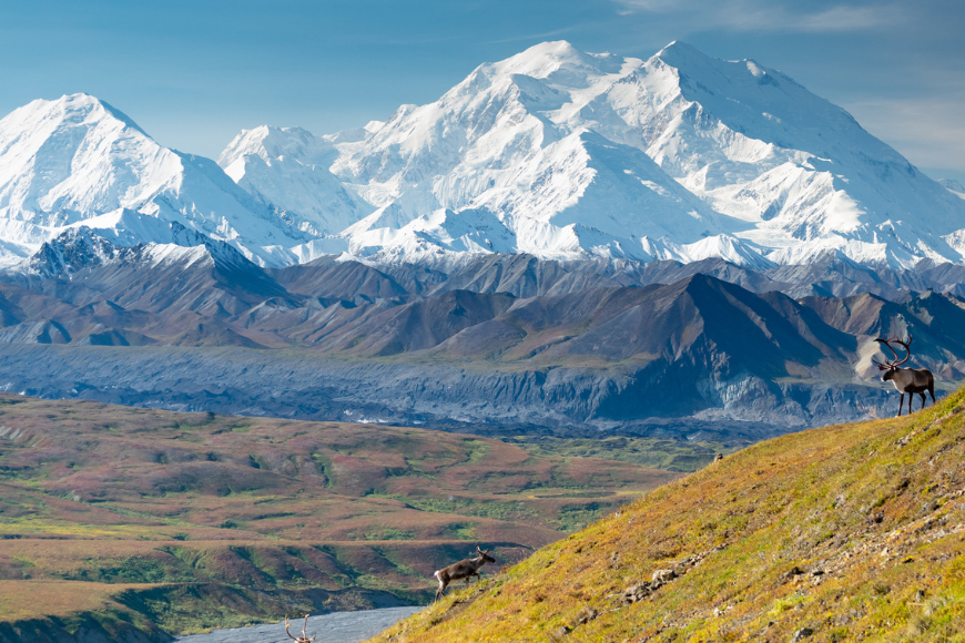 caribou denali national park alaska