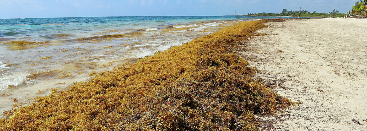 Beaches Overrun by Smelly Sargassum Seaweed Could Be New Normal in