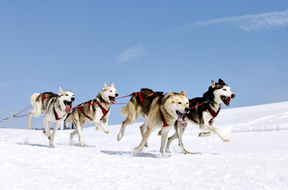 Dogsled on a Glacier