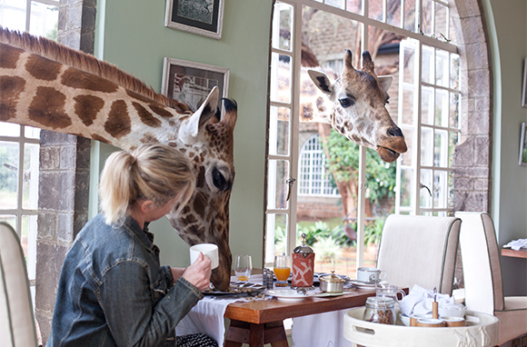 hotel with animals outside window australia