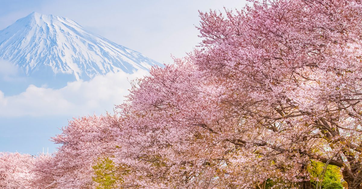 7 Tips for Seeing Cherry Blossoms in Japan