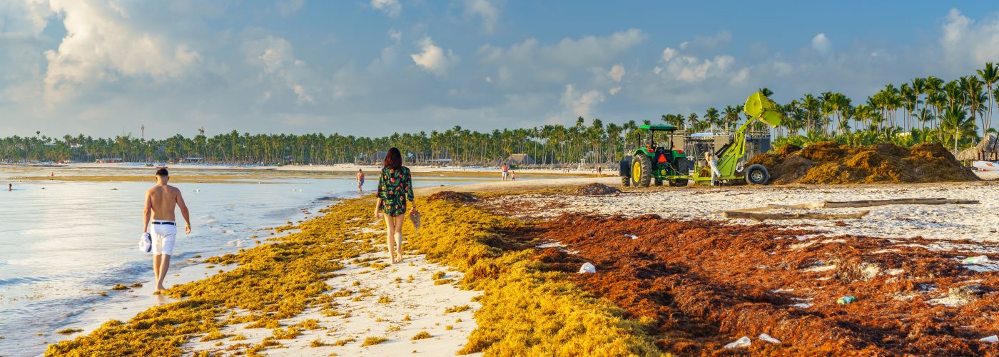 Sargassum Seaweed Invades Caribbean, Florida, and Mexico Beaches