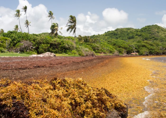 Sargassum Seaweed Invades Caribbean, Florida, and Mexico Beaches