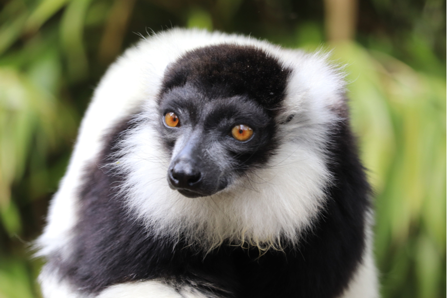 Schwarzer und weißer Krauskopflemur Madagaskar.