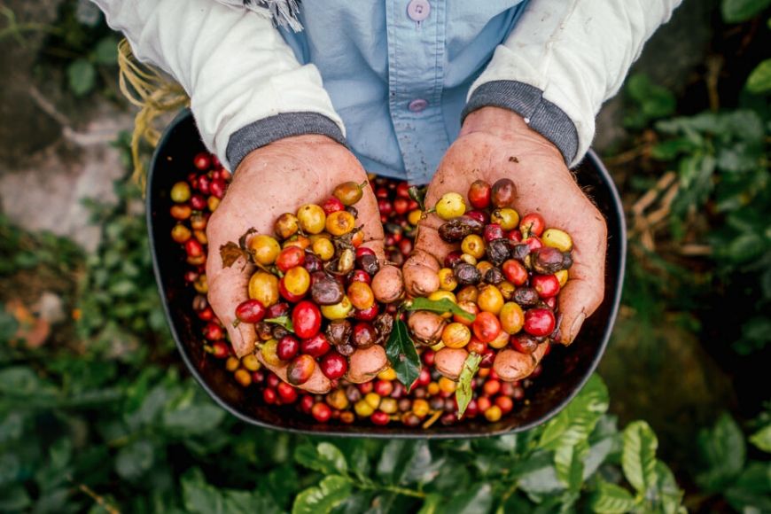 colombianskt kaffe REI-äventyr.