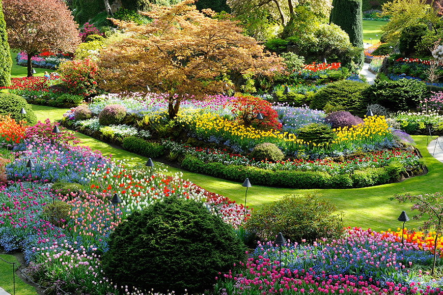 butchart gardens victoria in spring.