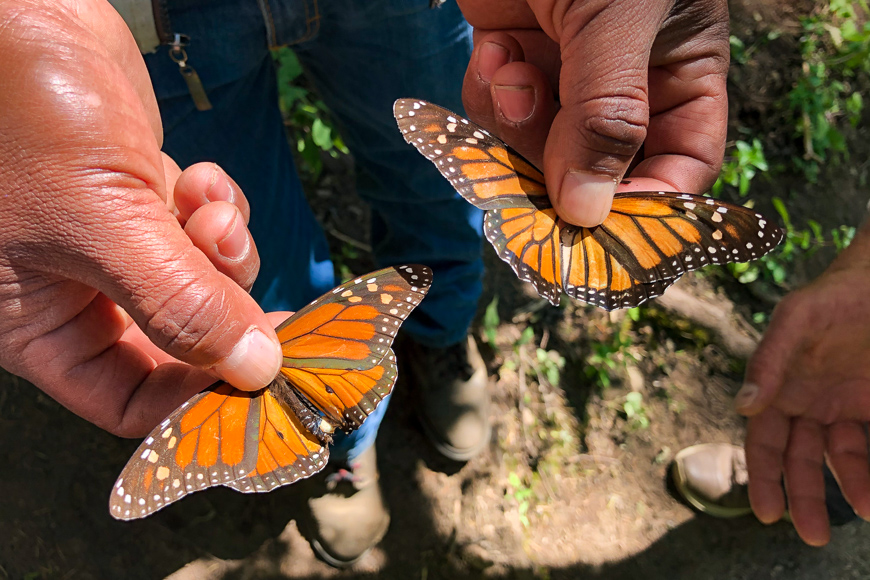 Kaleidoscopes in Motion: Visiting Mexico’s Monarch Sanctuary