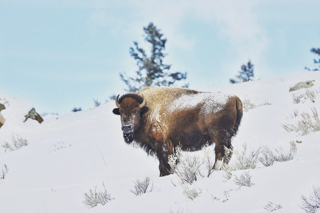 bison in yellowstone national park