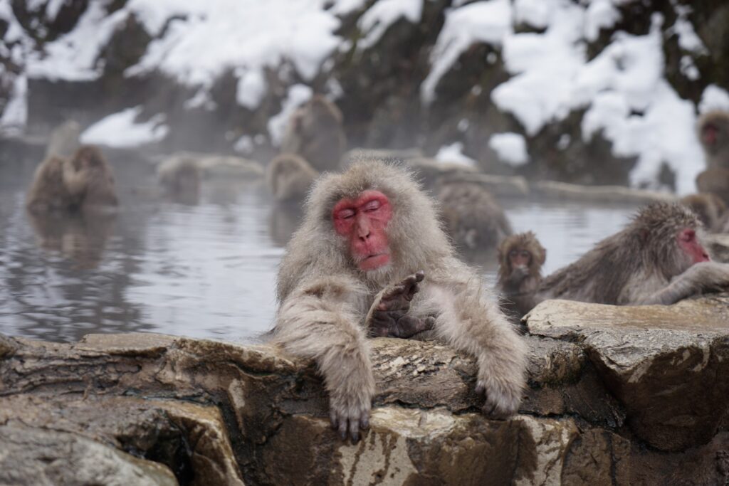 Japanischer Affe im heißen Frühling