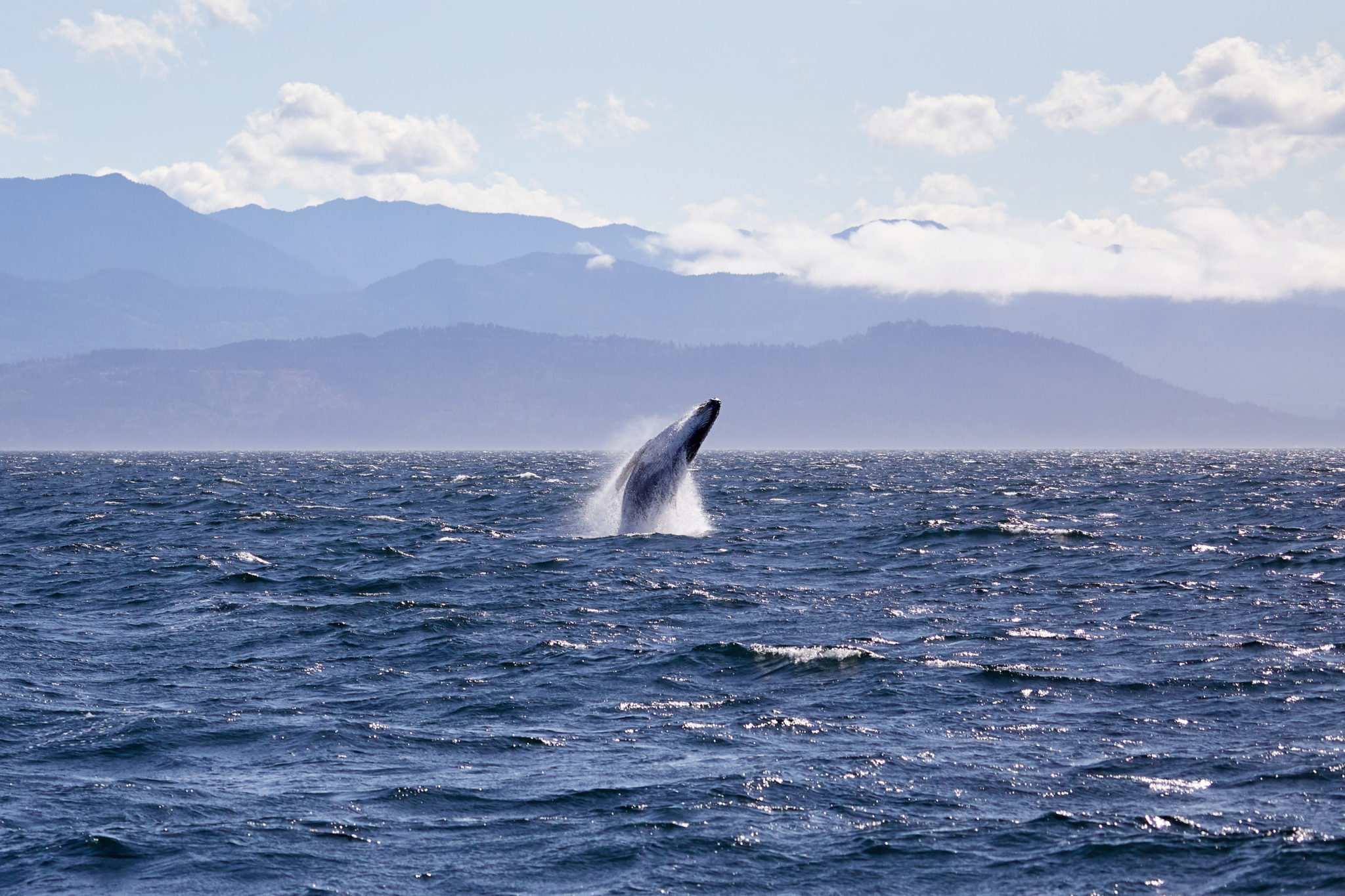 The 10 Best Whale Watching Destinations in the U.S.