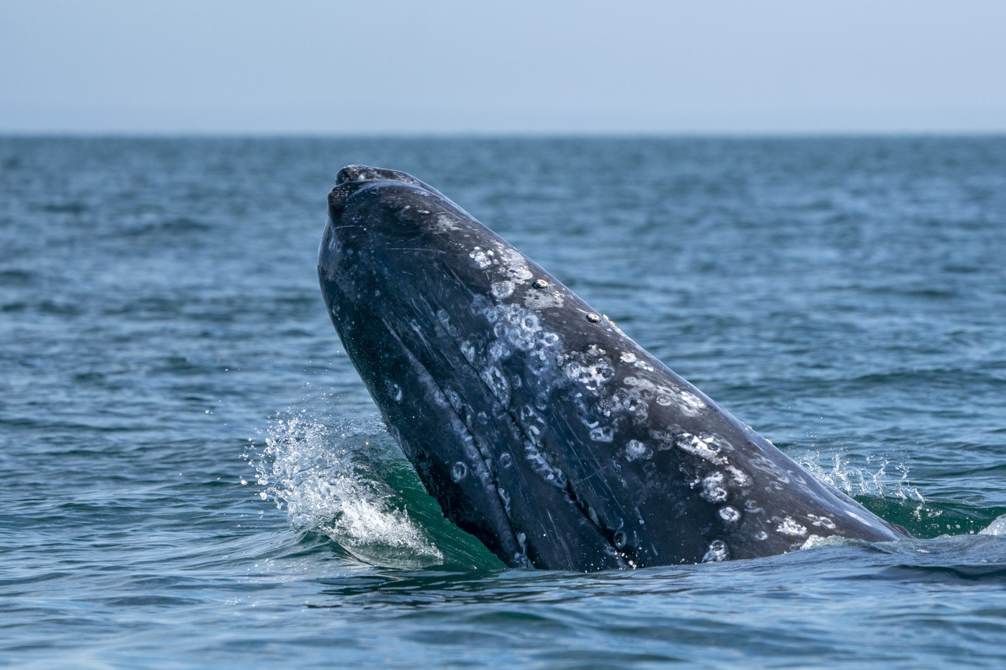 The 10 Best Whale Watching Destinations in the U.S.