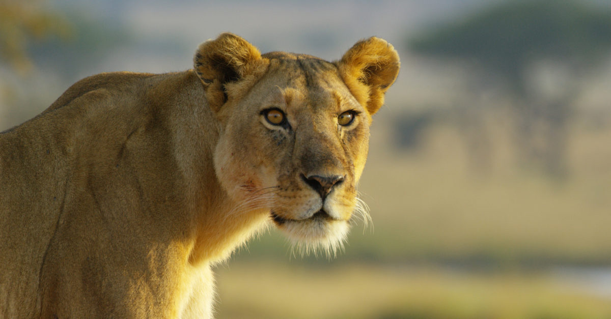 How to Plan a Serengeti Safari | SmarterTravel