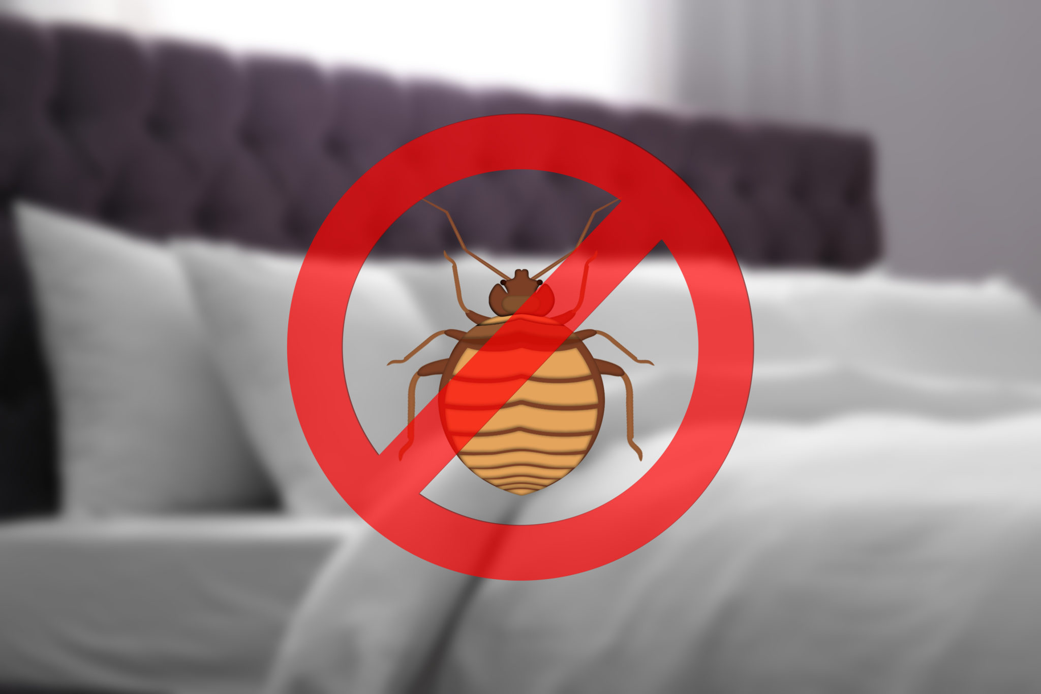 Bedbugs Everything You Ever Wanted To Know Smartertravel 5949