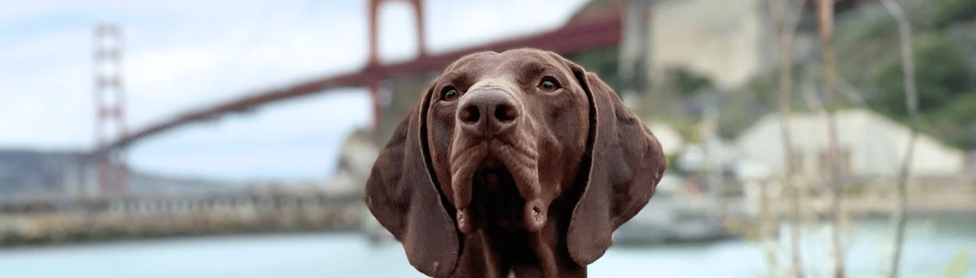 Header. Meet Barni, the Dog Voted TSA’s Cutest Canine