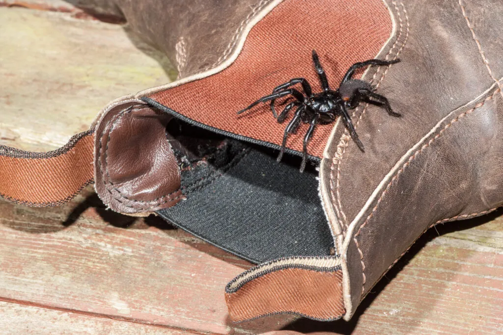 Sydney Funnel Web Spider on Boot