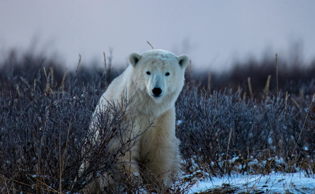 Young female polar bear (Ursus maritimus) in willow scrub and snow on the shore, Canada